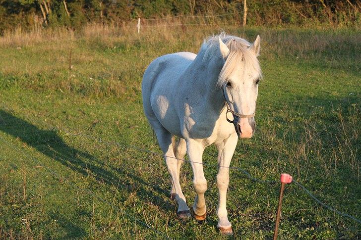 Anden særlig race GHOST BUSTER - As long as you're here, everything will be alright <3 billede 12