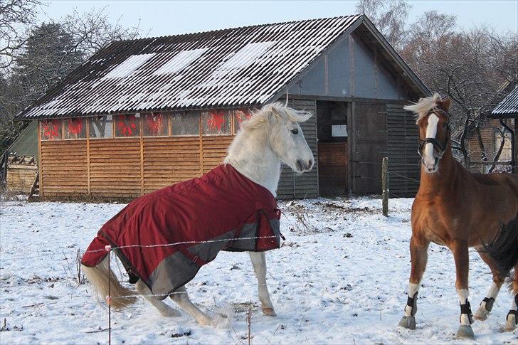 Anden særlig race GHOST BUSTER - Bustermaaan og Metmaaaaan! billede 13