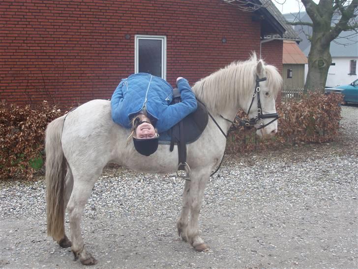 Knabstrupper Tulle - Ser jeg ikke flot ud?? billede 9