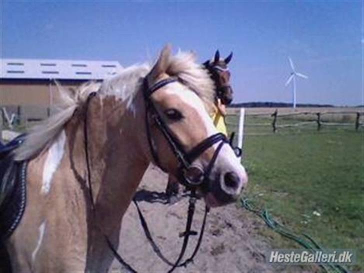 Anden særlig race Bailey <3 - solgt d.08/08/2007. - 19} - 2-4 dage inden herlighedene blev solgt... billede 19