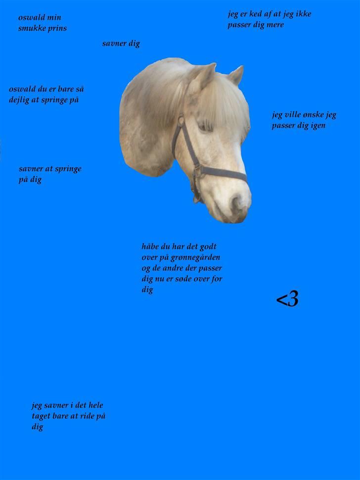 Palomino Oswald har passet billede 10