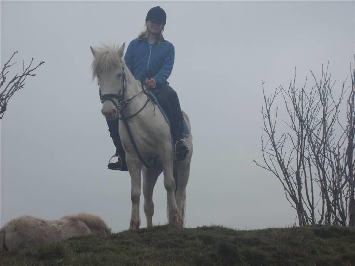 Knabstrupper Tulle - jeg erobrer hele verden  billede 10
