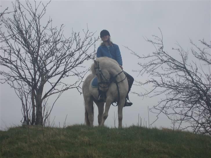 Knabstrupper Tulle - Se hva jeg kan  billede 11