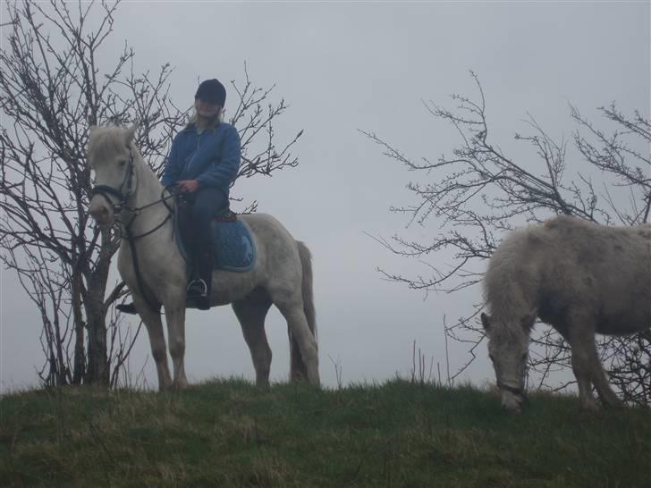 Knabstrupper Tulle - Her står jeg sammen med mit lille føl Smilla kalder de hende vist billede 12