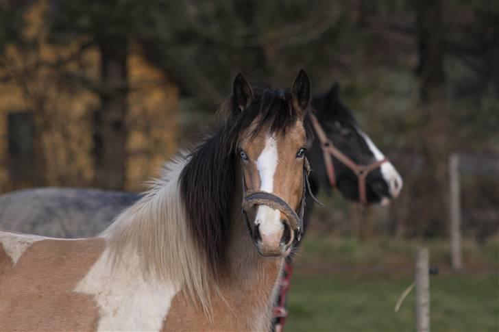 Irish Cob Crossbreed Bakkegårdens Beauty  - 1 billede 1