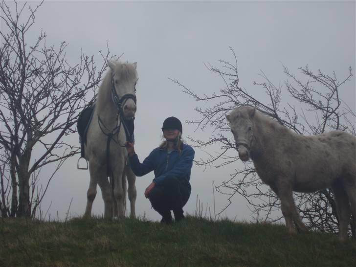 Knabstrupper Tulle - endelig kiggede hun på kamaraet:-) billede 13