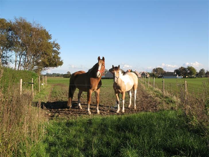 Irish Cob Crossbreed Bakkegårdens Beauty  - 2 billede 2