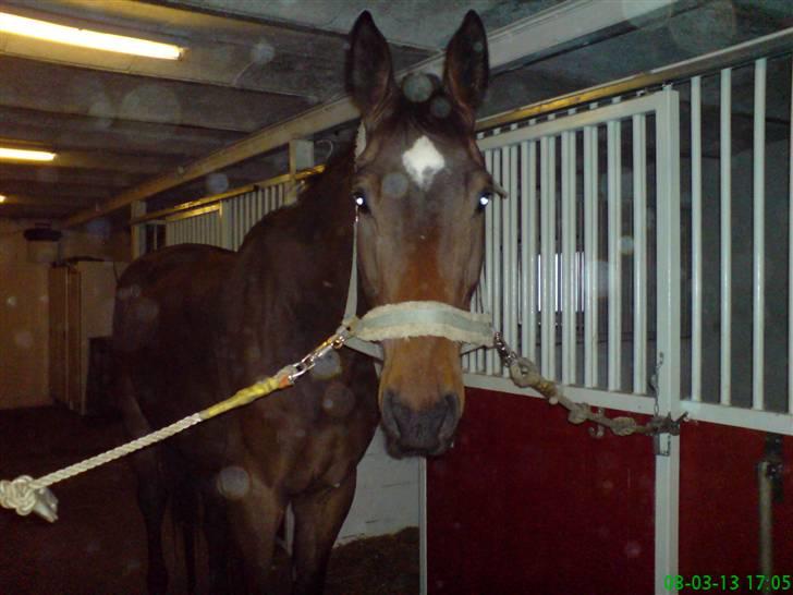 Anden særlig race Milton - Hej hvad laver du? billede 2