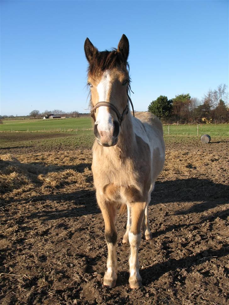 Irish Cob Crossbreed Bakkegårdens Beauty  - 3 billede 3