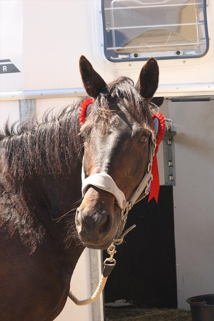 Anden særlig race Tyra - 2 rosetter efter 2 fejlfrie clearrounds i Langå! :D - Foto: Line Skou billede 8