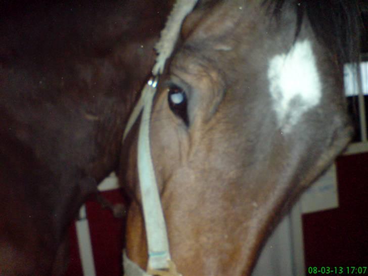 Anden særlig race Milton - Den fine stjerne i panden den ligner en ruder =o) billede 4