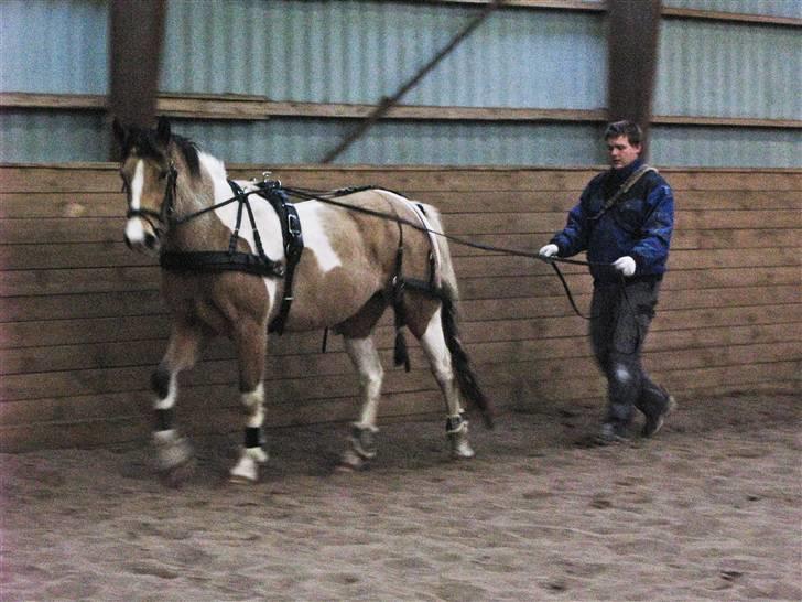 Irish Cob Crossbreed Bakkegårdens Beauty  - Tonni tømmekører beauty     4 billede 4