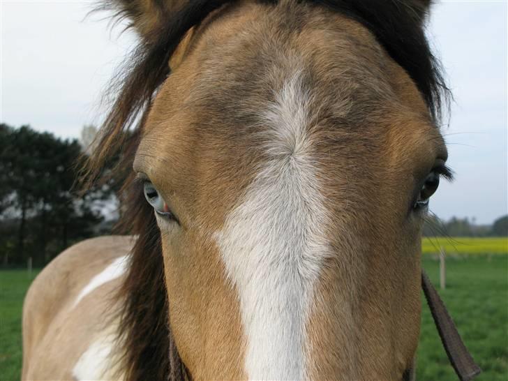 Irish Cob Crossbreed Bakkegårdens Beauty  - 5 billede 5