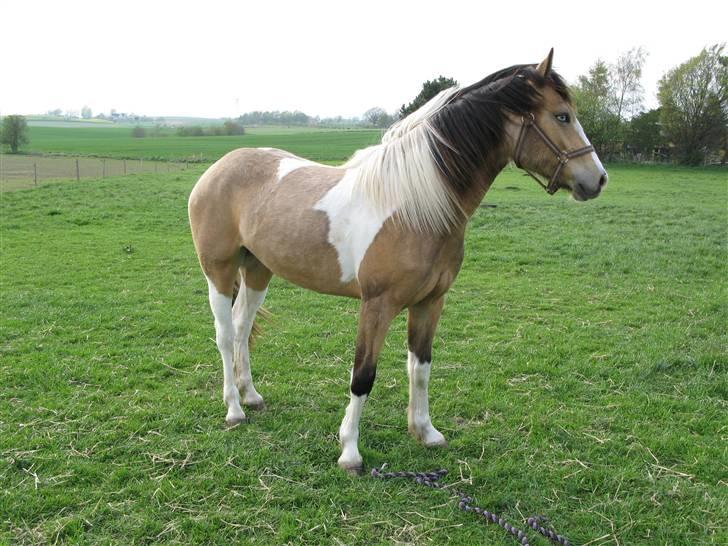 Irish Cob Crossbreed Bakkegårdens Beauty  - 6 billede 6