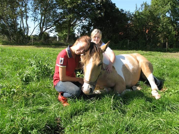 Irish Cob Crossbreed Bakkegårdens Beauty  - 7    En lille familie:P 30-8-08 billede 7