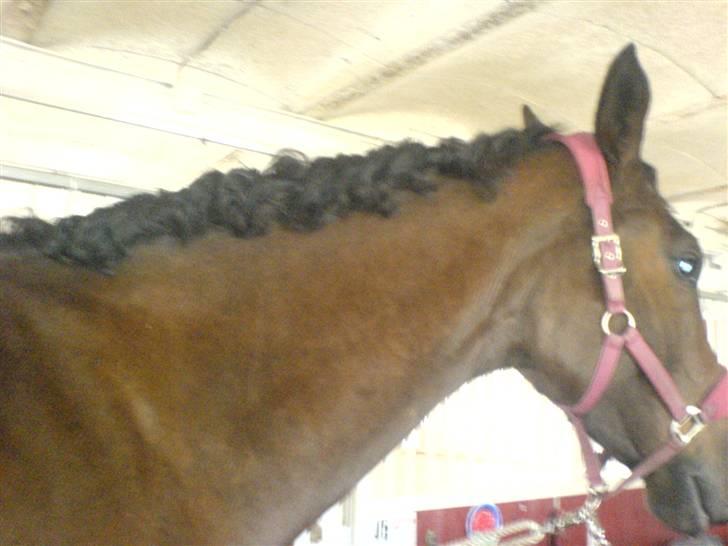 Anden særlig race Milton - Kan i se krøllerne efter rosenknopperne er pillet ud, han ligner en don juan HI HI billede 11