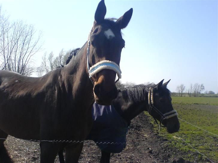 Anden særlig race Milton - Miltons og Miss D´amour på fold billede 12