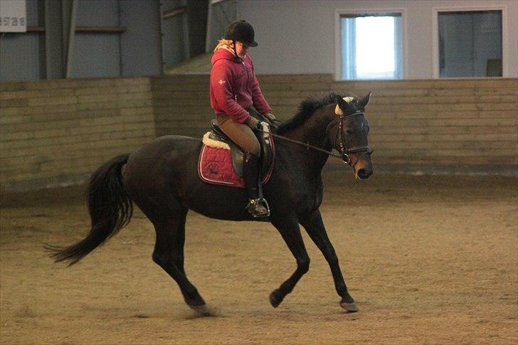 Anden særlig race Tyra - Tyra og jeg til kursus. Her i galop! :) - Foto: Mia Jessen billede 11