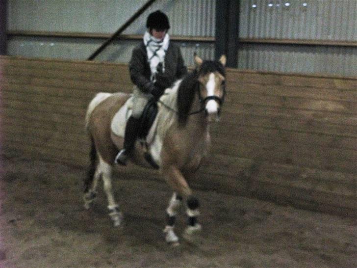 Irish Cob Crossbreed Bakkegårdens Beauty  - med Camilla på ryggen :P     8 billede 8