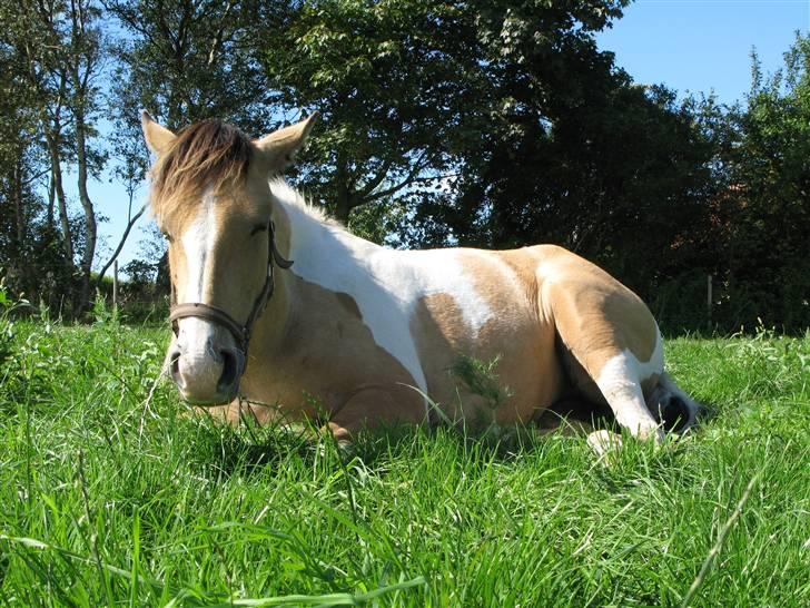 Irish Cob Crossbreed Bakkegårdens Beauty  - 9         30-8-08 billede 9