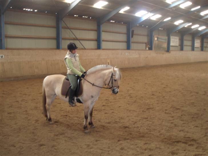 Fjordhest Maegårds Lotti *part* - 16/3/08 billede 7