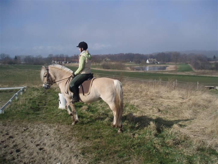 Fjordhest Maegårds Lotti *part* - En søndag med solskin :D Hun er blevet meget bedre til at stå fint, tak til ditte som har arbejdet lidt med hende :) 16/3/08 billede 8