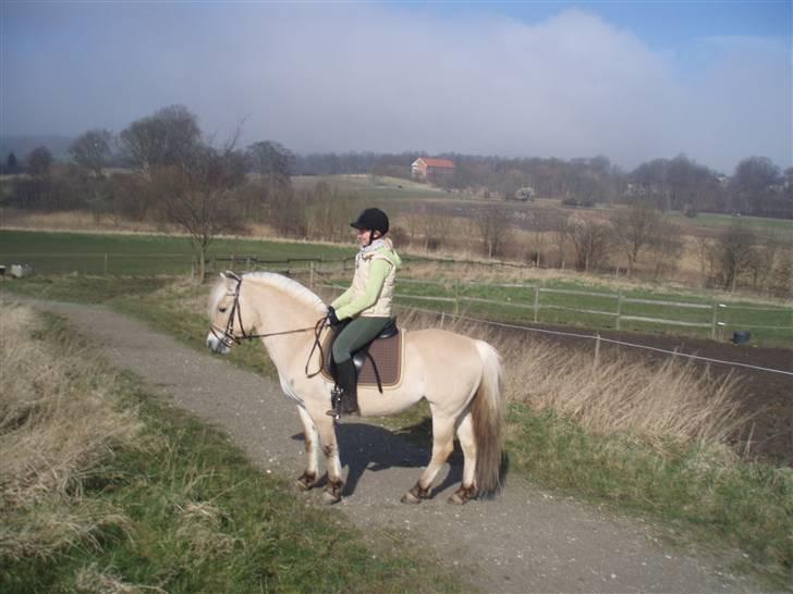 Fjordhest Maegårds Lotti *part* - 16/3/08 billede 9