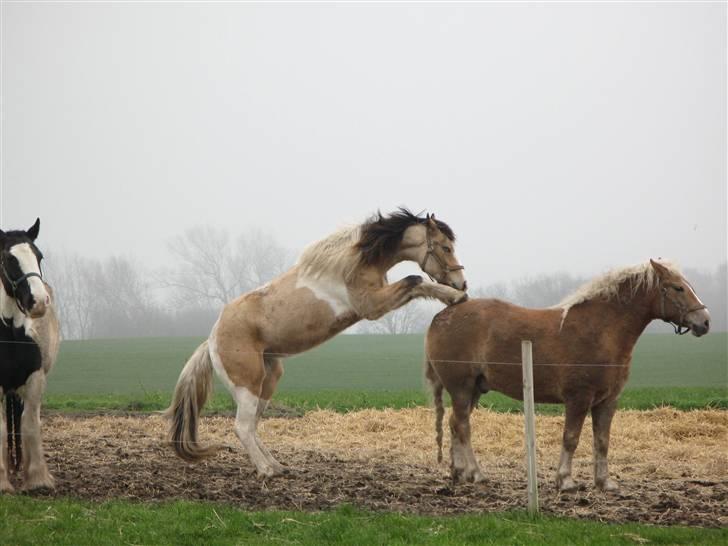 Irish Cob Crossbreed Bakkegårdens Beauty  - 10 billede 10