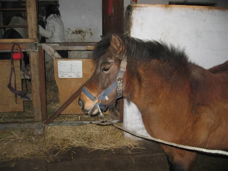 Shetlænder Musse *DØD* D'': - mijn Musse [ilu , Musse <,´33] billede 9