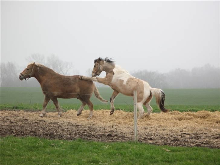 Irish Cob Crossbreed Bakkegårdens Beauty  - 11   leeeeeeeej nu med mig billede 11