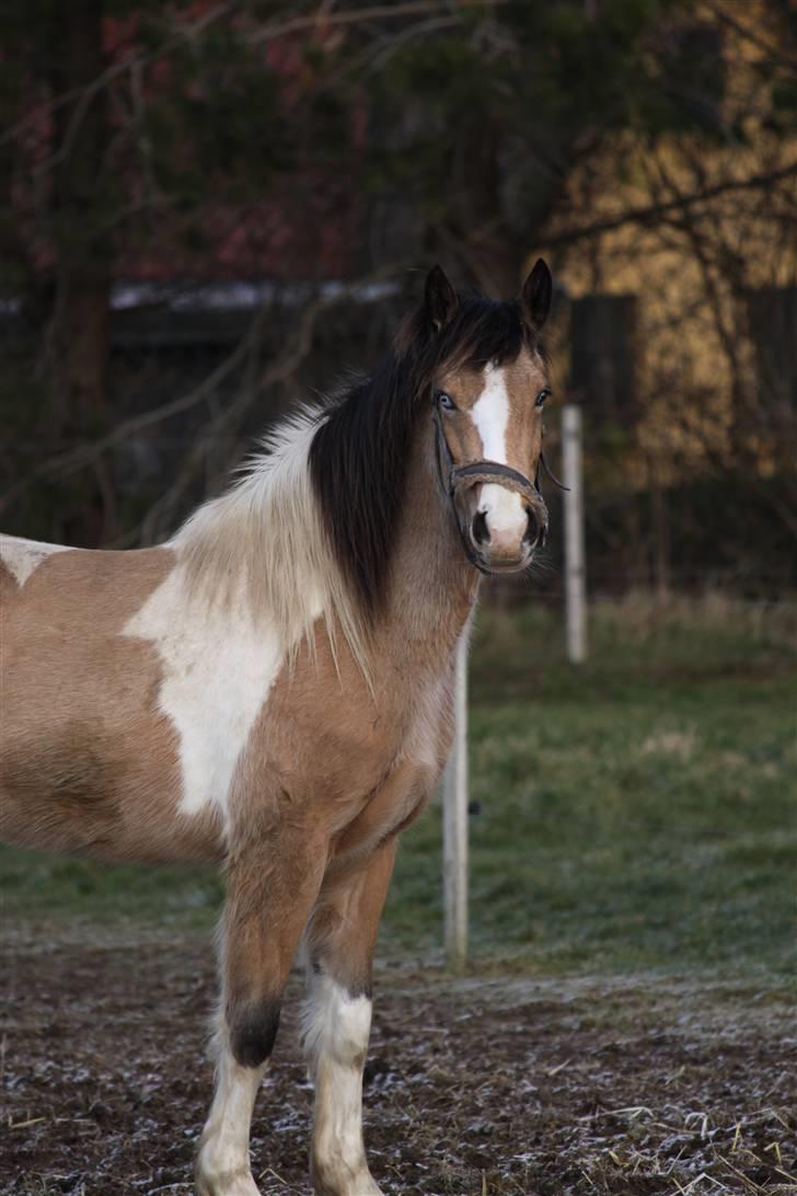 Irish Cob Crossbreed Bakkegårdens Beauty  - 12 billede 12