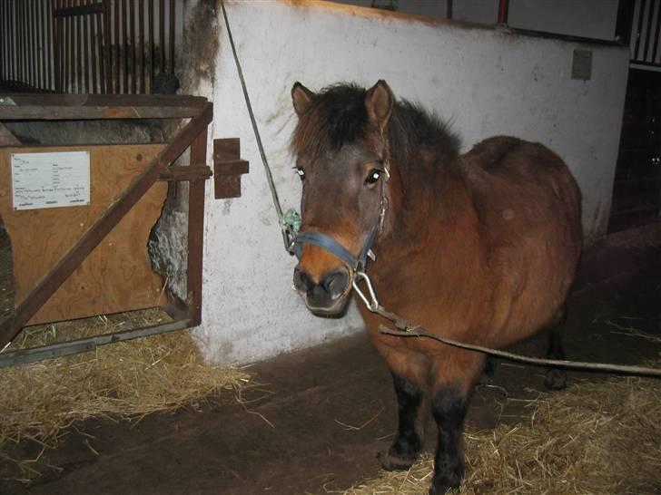 Shetlænder Musse *DØD* D'': - "øh., øh,, ? orgh jeg bliver måske model!" haha.., <´33 billede 10