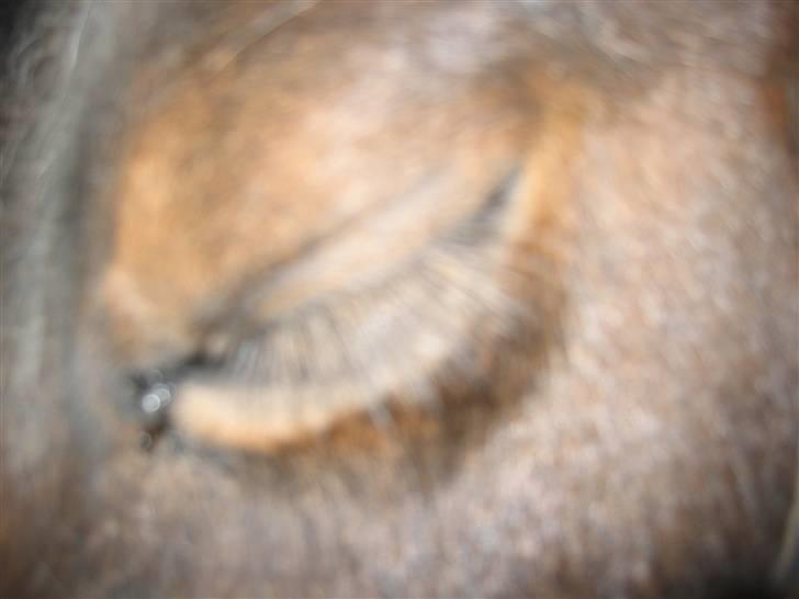 Shetlænder Musse *DØD* D'': - Zzz<,´33 åhh mijn lille Musse står jo dér og sover! :) billede 11