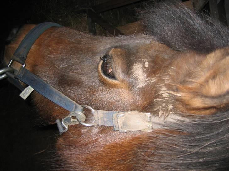 Shetlænder Musse *DØD* D'': - "tror du det heler mine rynker ud?, man siger jo at mudder er godt/sundt for huden"?? heh <<´3 billede 12