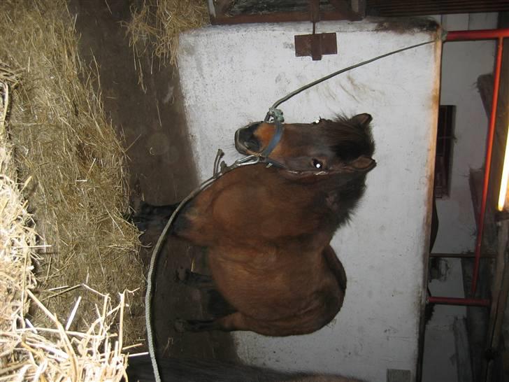 Shetlænder Musse *DØD* D'': - århh..,,., såh glad man bli´r når nogen ryster med en pose!! [i love you <´33] billede 15