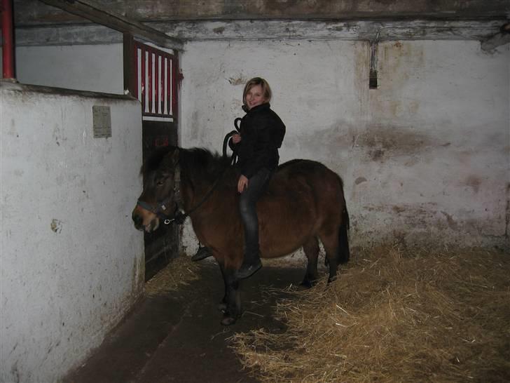 Shetlænder Musse *DØD* D'': - og man kan sør´me også styrer hende med et tov! <´´33  billede 17