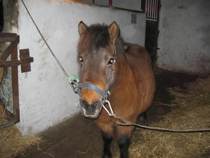 Shetlænder Musse *DØD* D'': - Musse, du kan ik´ erstatte´s med nogen!! <<<,´3  [ilu <,´3] billede 18
