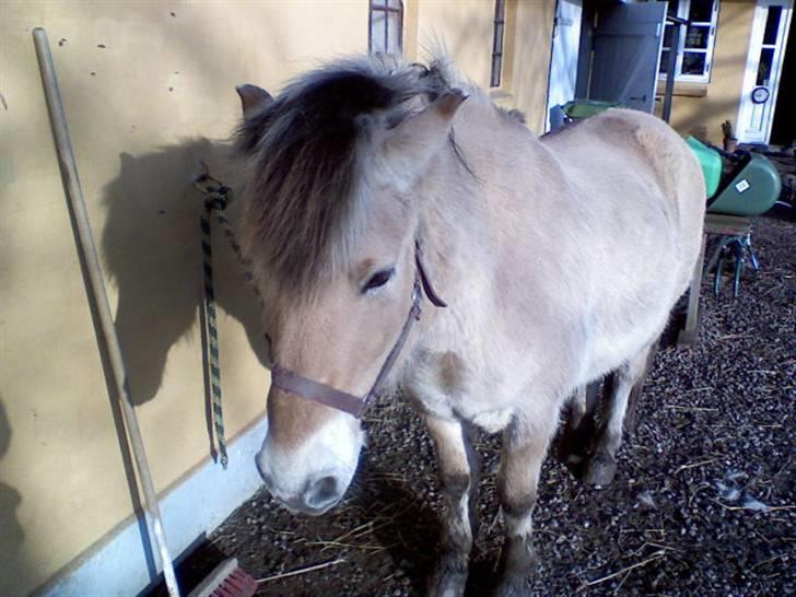 Fjordhest Titus - Den dejlige ponyhest <3 billede 1