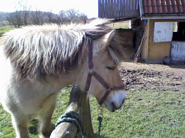 Fjordhest Titus - Bedøvet pga. dyrlægetjek ^^ billede 2