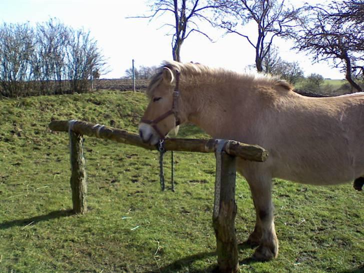 Fjordhest Titus - Stadig sløv.. Men dejlig xD billede 3