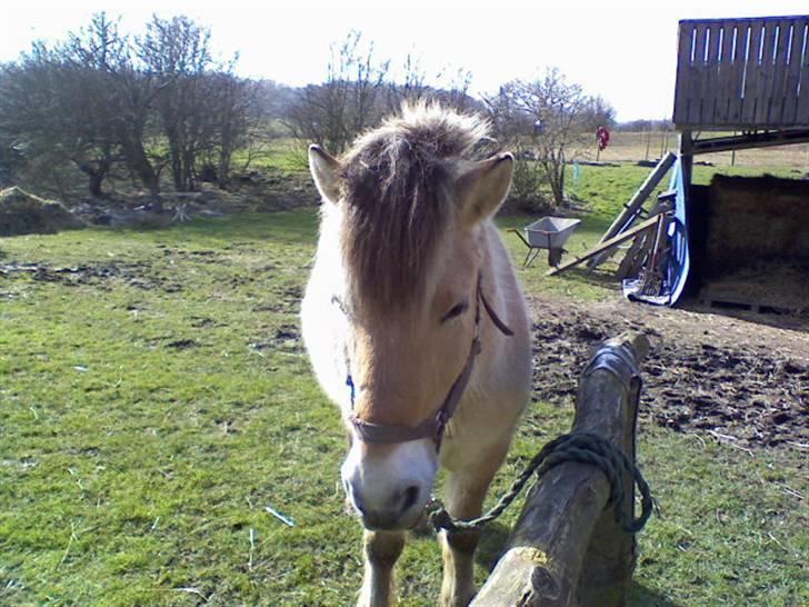 Fjordhest Titus - Lige et billede forfra ;3 billede 4