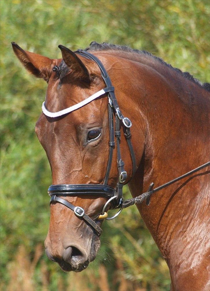 Trakehner Natacha (Møffe) - Velkommen til Natacha´s profil:) billede 1