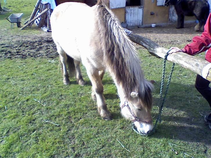 Fjordhest Titus - Dejlige hyppe vågner mere ;D billede 5