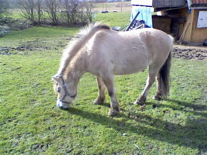 Fjordhest Titus - Græsser lidt ^^ billede 6