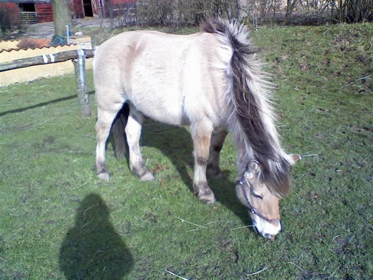 Fjordhest Titus - Græsser og æder min skygge xD billede 7