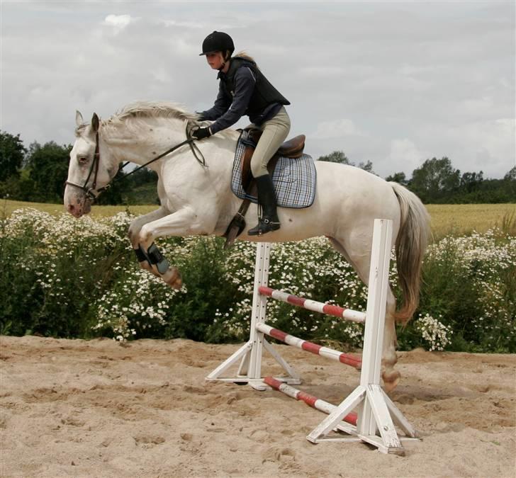 Knabstrupper Flying Alcatraz *solgt* - springning derhjemme 9-07-09 foto: min mor billede 13