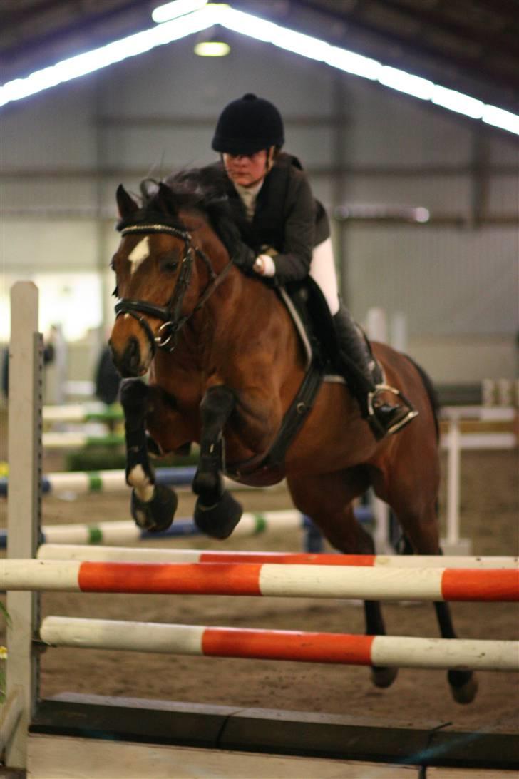 Tysk Sportspony Mirabell  {RIP} - Stævne d. 16/3, VRCL, LA (; billede 4