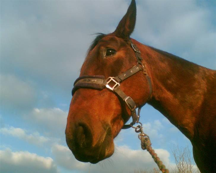 Oldenborg tanja Nyholm billede 11