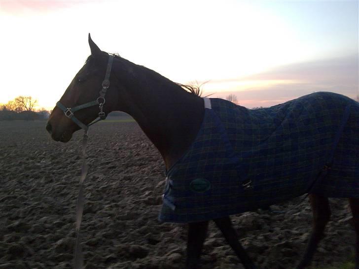 Dansk Varmblod Fire walker *RIP' billede 1