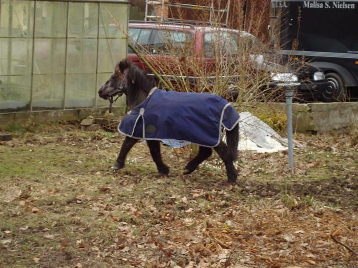 Shetlænder Putte (HYGGE PONY)  billede 15